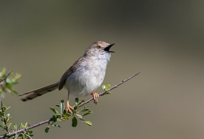 Graceful Prinia