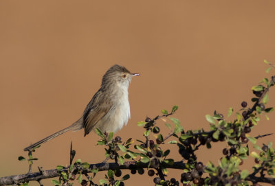 Graceful Prinia