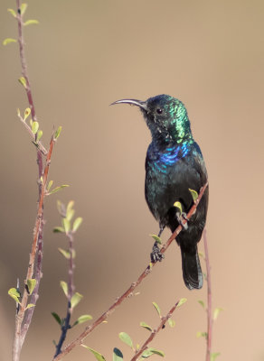 Palestine Sunbird