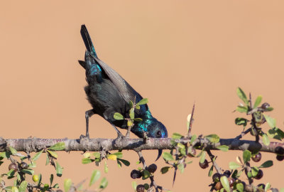 Palestine Sunbird