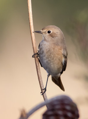 Common Red Start