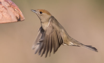 Blackcap