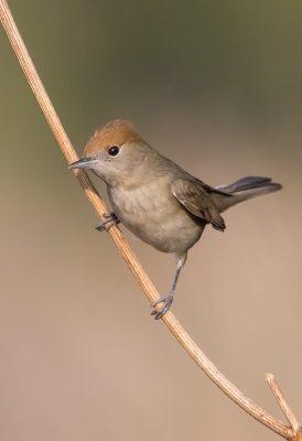 Blackcap