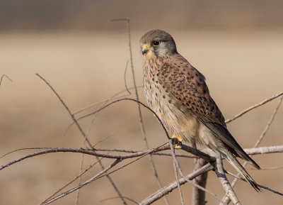 Common kestrel