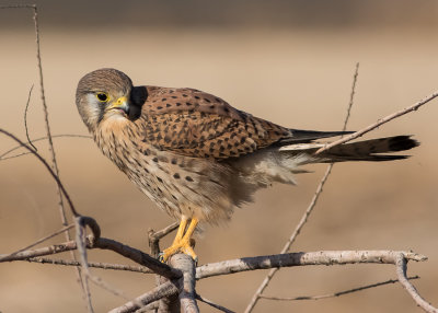 Common kestrel