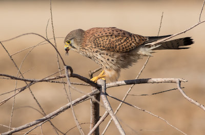 Common kestrel