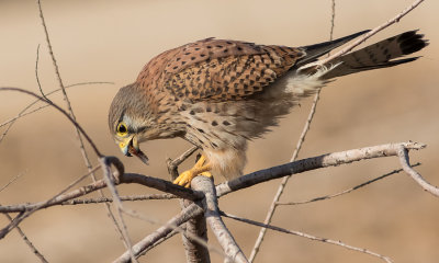 Common kestrel