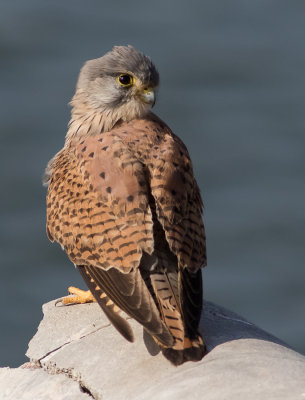 Common kestrel