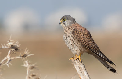 Common kestrel