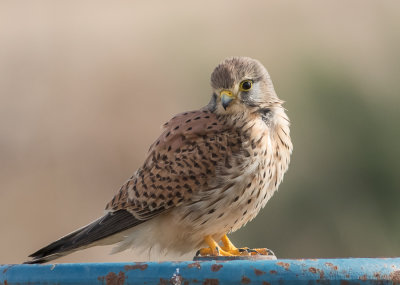 Common kestrel