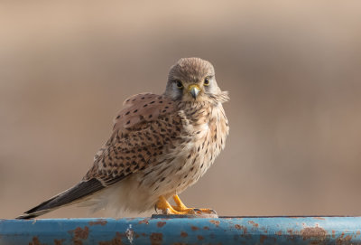 Common kestrel 12/2016 בז מצוי