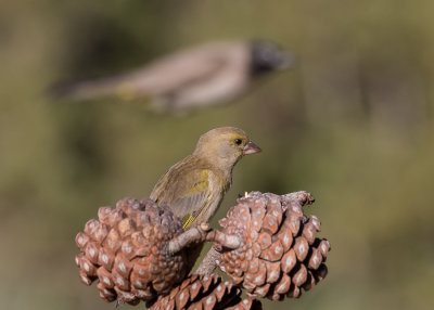 Greenfinch