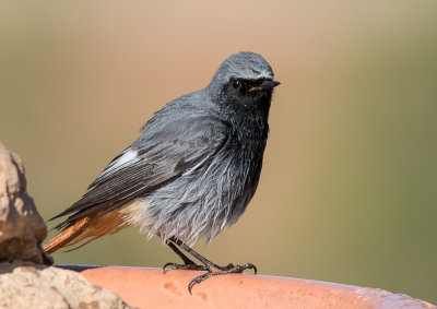 Black Redstart -male