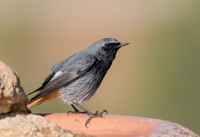 Black Redstart -male