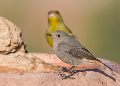 Black Redstart -female