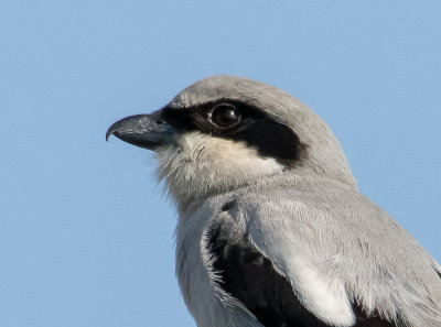 Great-gray Shrike