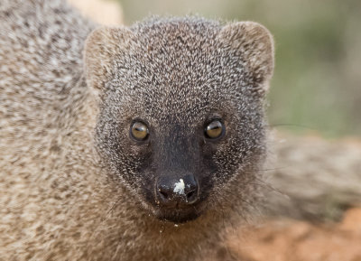 Egyptian mongoose