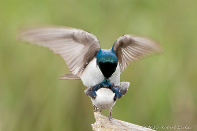 Tree Swallow