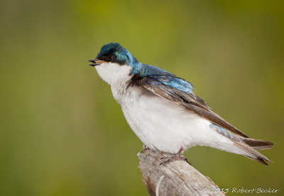 Tree Swallow