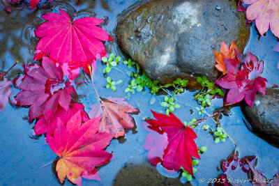 Fall Leaves