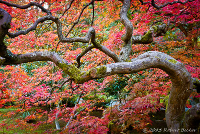 JAPANESE GARDENS