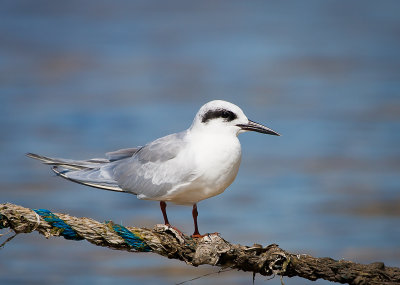 Forsters Tern