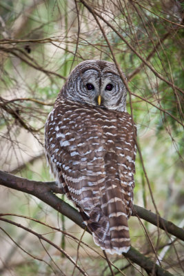 Barred Owl