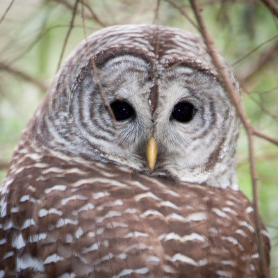 Barred Owl