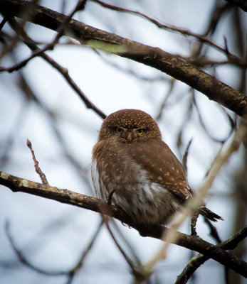 Northern Pygmy Owl