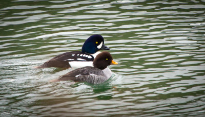 Barrows Goldeneye