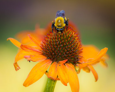 Bee on Flower
