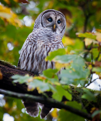 Barred Owl