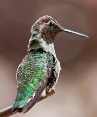 HUMMINGBIRDS