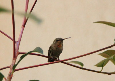 hummingbird0026.JPG