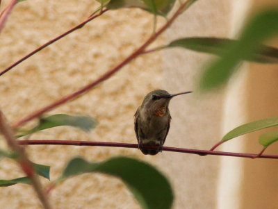 hummingbird0028.JPG