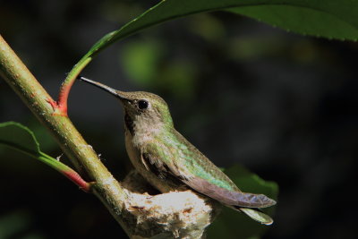 hummingbird0021.JPG