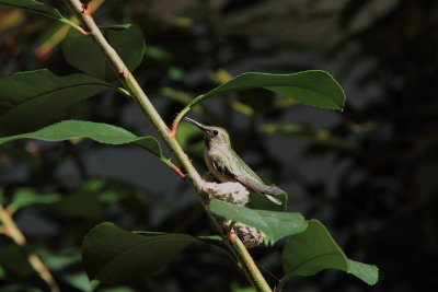 hummingbird0017.JPG