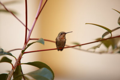 hummingbird0013.JPG