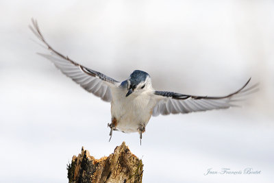 Sitelle  poitrine blanche - White Breasted Buthatch