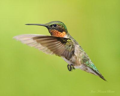 Colibri  gorge rubis/ Ruby-Throated Hummingbird