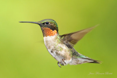 Colibri  gorge rubis/ Ruby-Throated Hummingbird