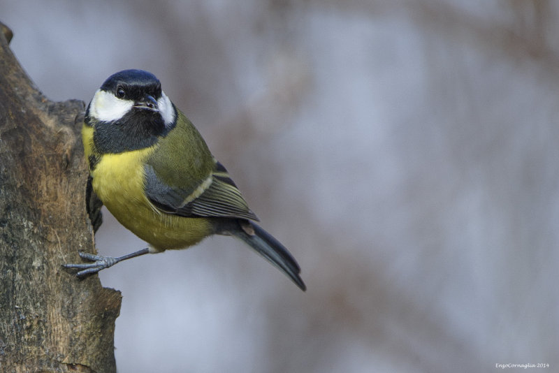 Cinciallegra (Parus major)