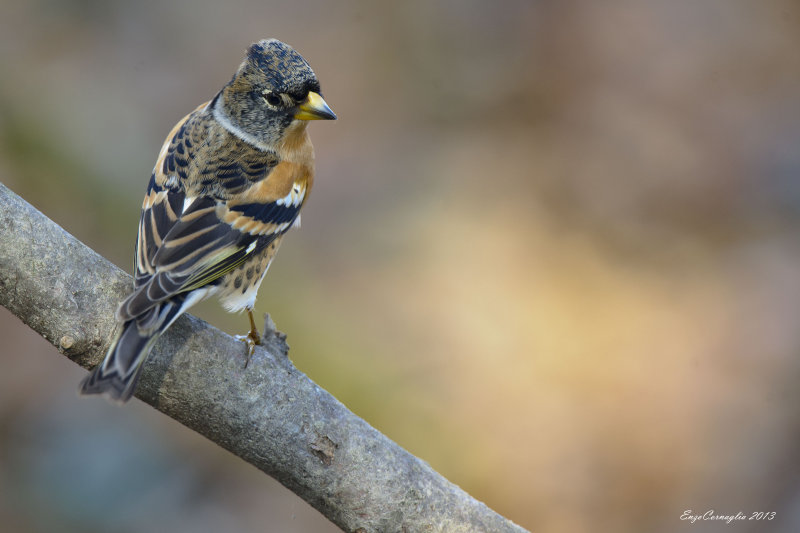 Peppola (Fringilla montifringilla)