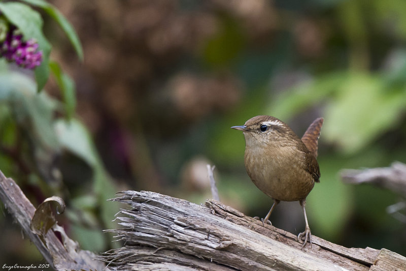 Scricciolo (Troglodytes troglodytes)