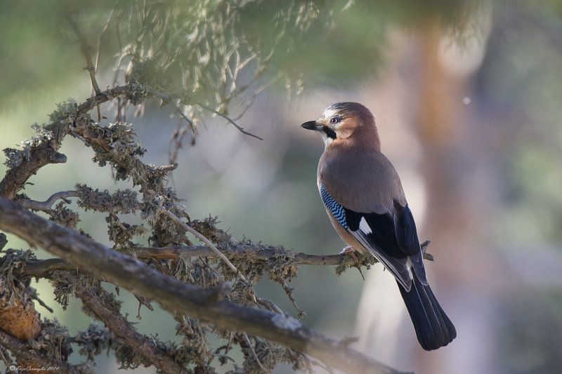 Ghiandaia (Garrulus glandarius)