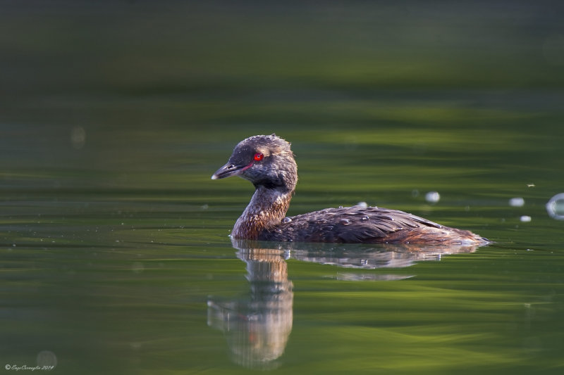 Svasso cornuto (Podiceps auritus)