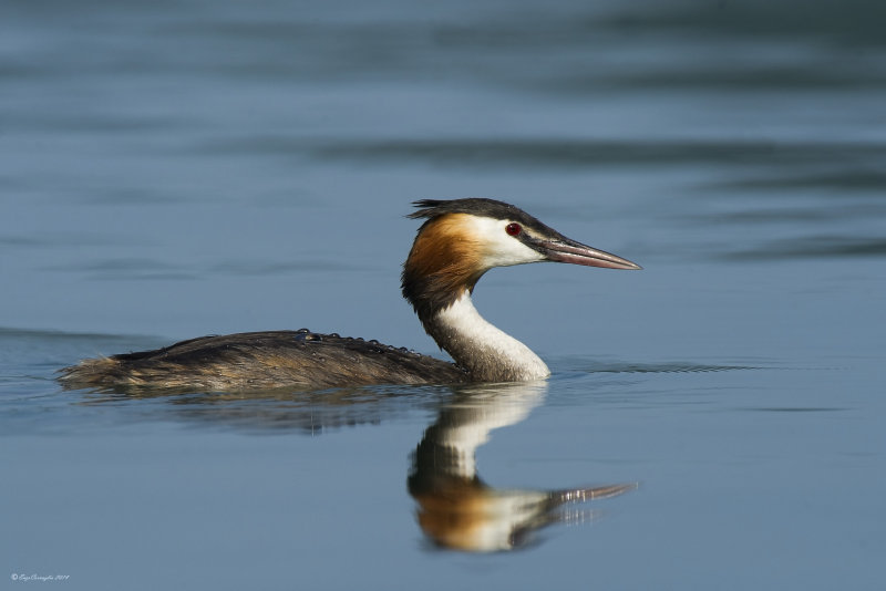 Svasso maggiore (Podiceps cristatus)