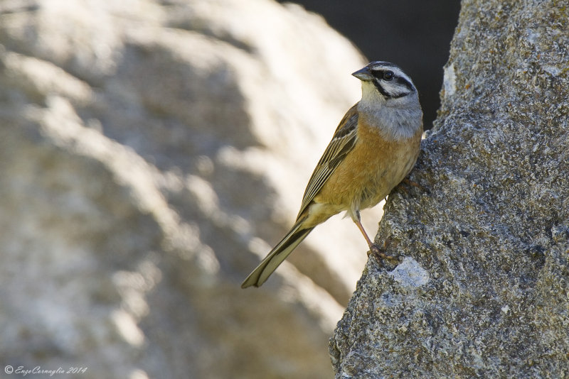 Zigolo muciatto (Emberiza cia)