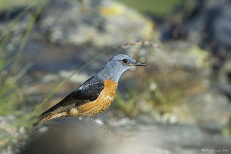 Codirossone (Monticola saxatilis)