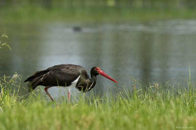 Cicogna nera (Ciconia nigra)
